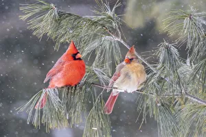 Northern cardinal male and female in pine tree in winter, Marion County, Illinois Northern cardinal male and female in pine tree in winter, Marion County, Illinois