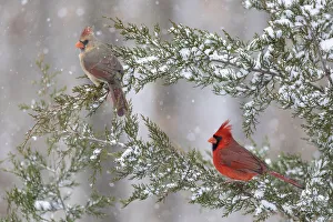 Northern cardinal male and female in red cedar tree in winter snow, Marion County, Illinois Northern cardinal male and female in red cedar tree in winter snow, Marion County, Illinois