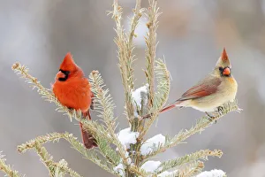 Northern cardinal male and female in snowy spruce tree, Marion County, Illinois Northern cardinal male and female in snowy spruce tree, Marion County, Illinois