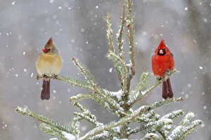Northern cardinal male and female in spruce tree in winter snow, Marion County, Illinois Northern cardinal male and female in spruce tree in winter snow, Marion County, Illinois