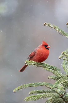 Northern cardinal male in fir tree in snow, Marion County, Illinois Northern cardinal male in fir tree in snow, Marion County, Illinois