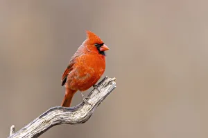 Northern cardinal male, Marion County, Illinois Northern cardinal male, Marion County, Illinois