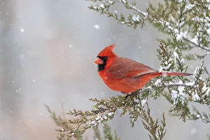 Northern cardinal male in red cedar tree in winter snow, Marion County, Illinois Northern cardinal male in red cedar tree in winter snow, Marion County, Illinois