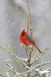 Northern cardinal male in spruce tree in winter snow, Marion County, Illinois Northern cardinal male in spruce tree in winter snow, Marion County, Illinois