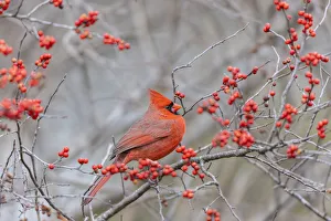 Northern cardinal male in winterberry bush, Marion County, Illinois Northern cardinal male in winterberry bush, Marion County, Illinois