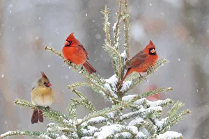 Northern cardinal males and female in spruce tree in winter snow, Marion County, Illinois Northern cardinal males and female in spruce tree in winter snow, Marion County, Illinois