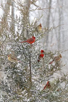 Northern cardinal males and females in red cedar tree in winter snow, Marion County, Illinois Northern cardinal males and females in red cedar tree in winter snow, Marion County, Illinois
