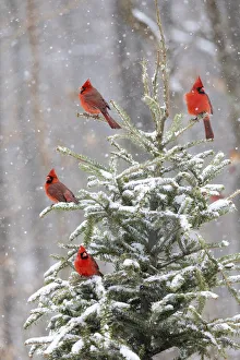 Northern cardinal males in spruce tree in winter snow, Marion County, Illinois Northern cardinal males in spruce tree in winter snow, Marion County, Illinois