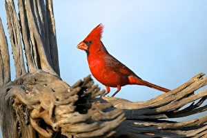 The Northern Cardinals (Cardinalis cardinalis) in the family Cardinalidae The Northern Cardinals (Cardinalis cardinalis) in the family Cardinalidae