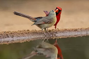 Northern Cardinals, Texas, USA