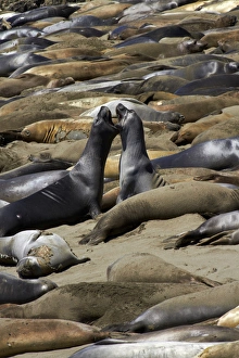 Northern Elephant Seals fighting, ( Mirounga angustirostris), Piedras Blancas elephant seal rookery Northern Elephant Seals fighting, ( Mirounga angustirostris), Piedras Blancas elephant seal rookery