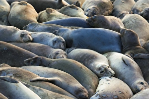 Northern elephant seals (Mirounga angustirostris) at Piedras Blancas Elephant Seal Rookery Northern elephant seals (Mirounga angustirostris) at Piedras Blancas Elephant Seal Rookery