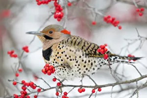 Northern Flicker (Colaptes auratus) male in Winterberry bush (Ilex verticillata) in winter Northern Flicker (Colaptes auratus) male in Winterberry bush (Ilex verticillata) in winter