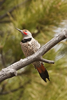 A Northern Flicker (red-shafted) (Colaptes auratus) A Northern Flicker (red-shafted) (Colaptes auratus)