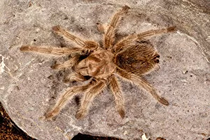 Images Dated 18th August 2011: Northern Gold Tarantula, Aphonopelma sp