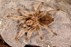 Images Dated 18th August 2011: Northern Gold Tarantula, Aphonopelma sp