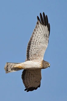 Northern Harrier ( Circus cyaneus) male in flight Northern Harrier ( Circus cyaneus) male in flight