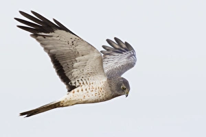 <b class=qtipBold><figcaption>Northern Harrier Hawk Hunting</figcaption></b><br>Northern Harrier Hawk hunting<br><em>© Ken Archer / DanitaDelimont.com</em> Northern Harrier Hawk Hunting
