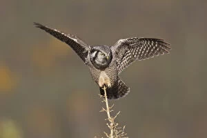 Boreal Forest Gallery: A northern hawk owl surveys the boreal forest for prey from its perch on a spruce