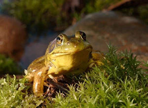 Images Dated 4th July 2004: Northern Male Green frog, Rana clamitans melanotamale