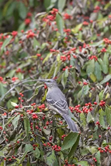 Northern Mockingbird (Mimus polyglottos) in Winterberry Bush (Ilex verticillata) Northern Mockingbird (Mimus polyglottos) in Winterberry Bush (Ilex verticillata)