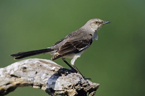 Northern Mockingbird (Mimus polyglottos) Starr Co. TX Northern Mockingbird (Mimus polyglottos) Starr Co. TX