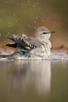 Images Dated 19th December 2008: Northern Mockingbird (Mimus polyglottus) adult bathing in pond, Starr Co. Texas, USA