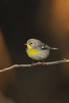 Northern Parula (Parula americana) female perched in habitat Northern Parula (Parula americana) female perched in habitat
