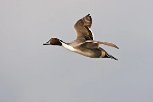 Northern Pintail (Anas acuta) male in flight, South Padre Island, Cameron Co., Texas, USA Northern Pintail (Anas acuta) male in flight, South Padre Island, Cameron Co., Texas, USA