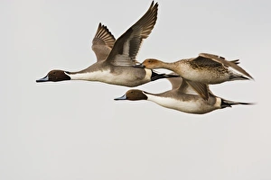 Northern Pintail (Anas acuta) males and female in flight, South Padre Island, Cameron Co Northern Pintail (Anas acuta) males and female in flight, South Padre Island, Cameron Co
