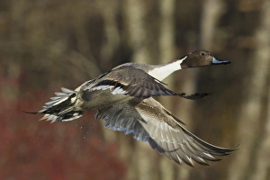 <b class=qtipBold><figcaption>Northern Pintail Drake</figcaption></b><br>Northern Pintail drake<br><em>© Ken Archer / DanitaDelimont.com</em> Northern Pintail Drake