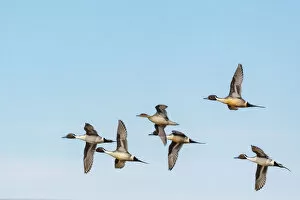 Fairfield Gallery: Northern Pintail ducks in courtship flight at Freezeout Lake Wildlife Management Area near Choteau