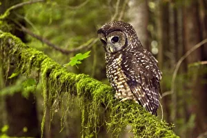 Northern Spotted Northern Spotted