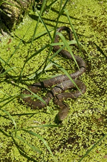 Northern Water Snake, Nerodia sipedon, is resting in a streambed in Central PA, USA Northern Water Snake, Nerodia sipedon, is resting in a streambed in Central PA, USA