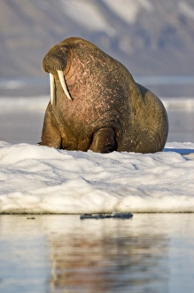 Norway, Svalbard, Barents Island, Walrus (Odobenus rosmarus) resting on sea ice near Norway, Svalbard, Barents Island, Walrus (Odobenus rosmarus) resting on sea ice near