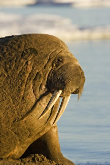 Norway, Svalbard, Edgeoya Island, Walrus (Odobenus rosmarus) in haulout lit by midnight Norway, Svalbard, Edgeoya Island, Walrus (Odobenus rosmarus) in haulout lit by midnight