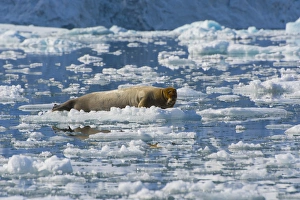 Norway. Svalbard. Hornsund. Burgerbutka. Bearded seal (Erignathus barbatus) resting Norway. Svalbard. Hornsund. Burgerbutka. Bearded seal (Erignathus barbatus) resting