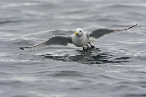 Norway. Svalbard. Kiepertoya Island. Black-legged kittiwake (Rissa tridactyla) in flight Norway. Svalbard. Kiepertoya Island. Black-legged kittiwake (Rissa tridactyla) in flight