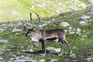 Norway, Troms. Male Reindeer (Rangifer tarandus) Norway, Troms. Male Reindeer (Rangifer tarandus)