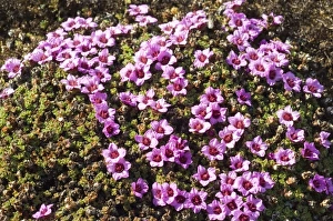 Norway. Tundra flowers Svalbard Archipelago, Norway Norway. Tundra flowers Svalbard Archipelago, Norway