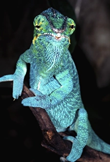 Nosy Be Blue Phase Panther Chameleon, Fucifer pardalis, Native to Madagascar Nosy Be Blue Phase Panther Chameleon, Fucifer pardalis, Native to Madagascar