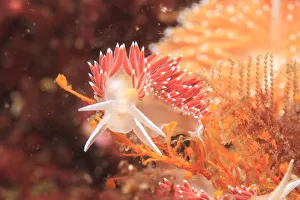 Nudibranch (Coryphella rufibranchialis), Inside Passage, Sitka Area, S.E. Alaska, USA Nudibranch (Coryphella rufibranchialis), Inside Passage, Sitka Area, S.E. Alaska, USA