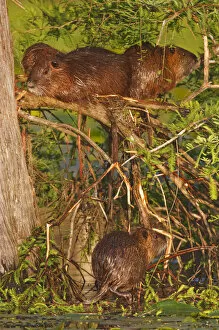 Images Dated 17th May 2008: Nutria (Myocaster coypus) family resting, sunning and drying on bald cypress limbs
