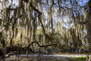Oak tree draped in Spanish moss along the Econlockhatchee River, a blackwater tributary of the St