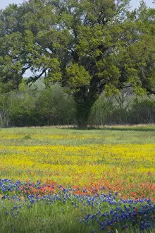 Images Dated 5th April 2005: Oak Tree and field of wildflowers, Blue Bonnets, Indian Paint Brush and Coreopsis