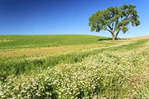 Oak Tree near field of Oxeye Daisies (Chrysantheumum leucanthemum) and Wheat, Palouse Oak Tree near field of Oxeye Daisies (Chrysantheumum leucanthemum) and Wheat, Palouse