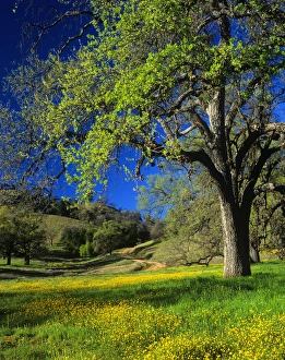 Oak trees and wildflowers cover the hillsides in Monterey County Oak trees and wildflowers cover the hillsides in Monterey County