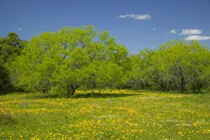Oak trees and wildflowers springtime bloom near Cuero Texas Oak trees and wildflowers springtime bloom near Cuero Texas