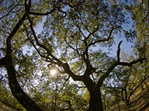 Oaks, Apalachicola Bluffs and Ravines Preserve, near Apalachicola River, Panhandle Oaks, Apalachicola Bluffs and Ravines Preserve, near Apalachicola River, Panhandle
