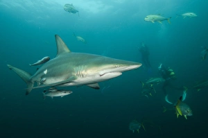 Oceanic Black-tip shark (Carcharhinus limbatus) & Chum Bucket & Diver, Baited shark dive Oceanic Black-tip shark (Carcharhinus limbatus) & Chum Bucket & Diver, Baited shark dive